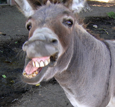 Stop the slaughter of innocent, wild donkeys in Big Ben National Park.